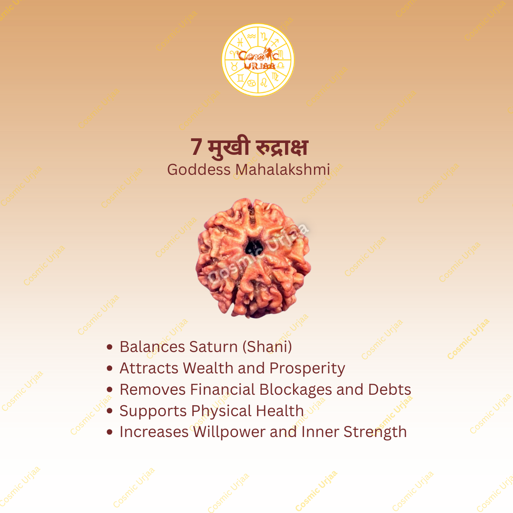 7 Mukhi Rudraksha