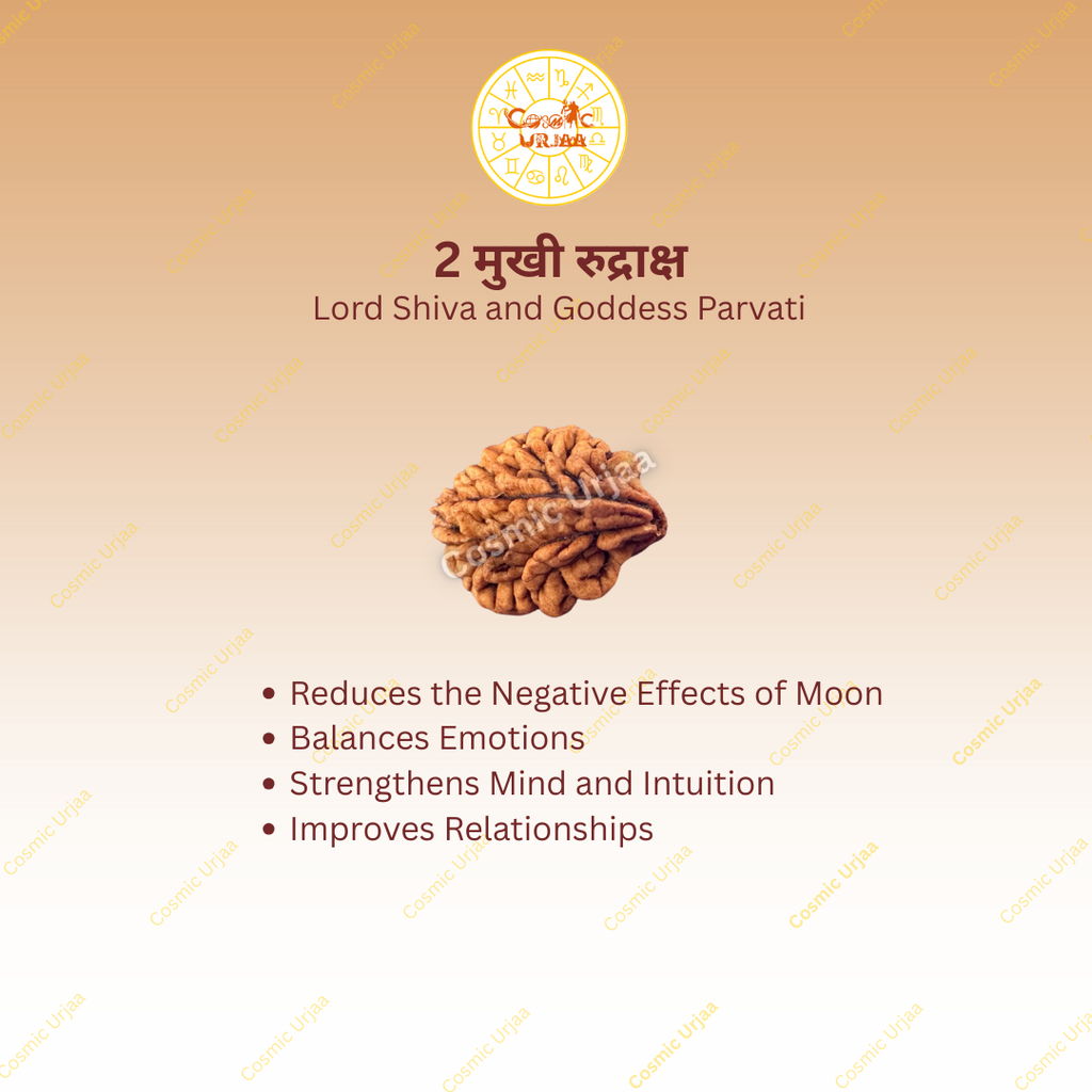 2 Mukhi Rurdraksha
