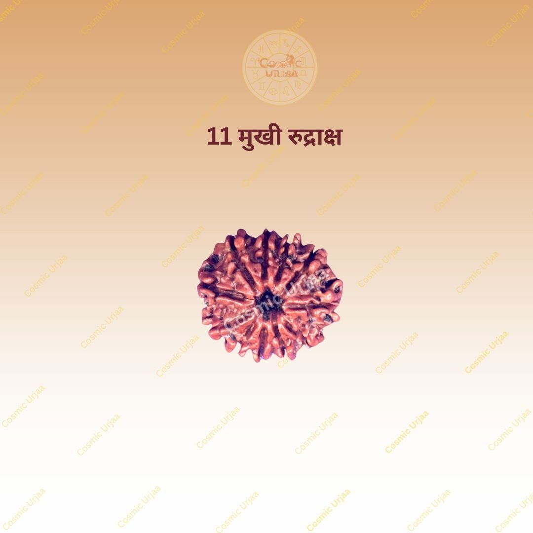 11 Mukhi Rudraksha