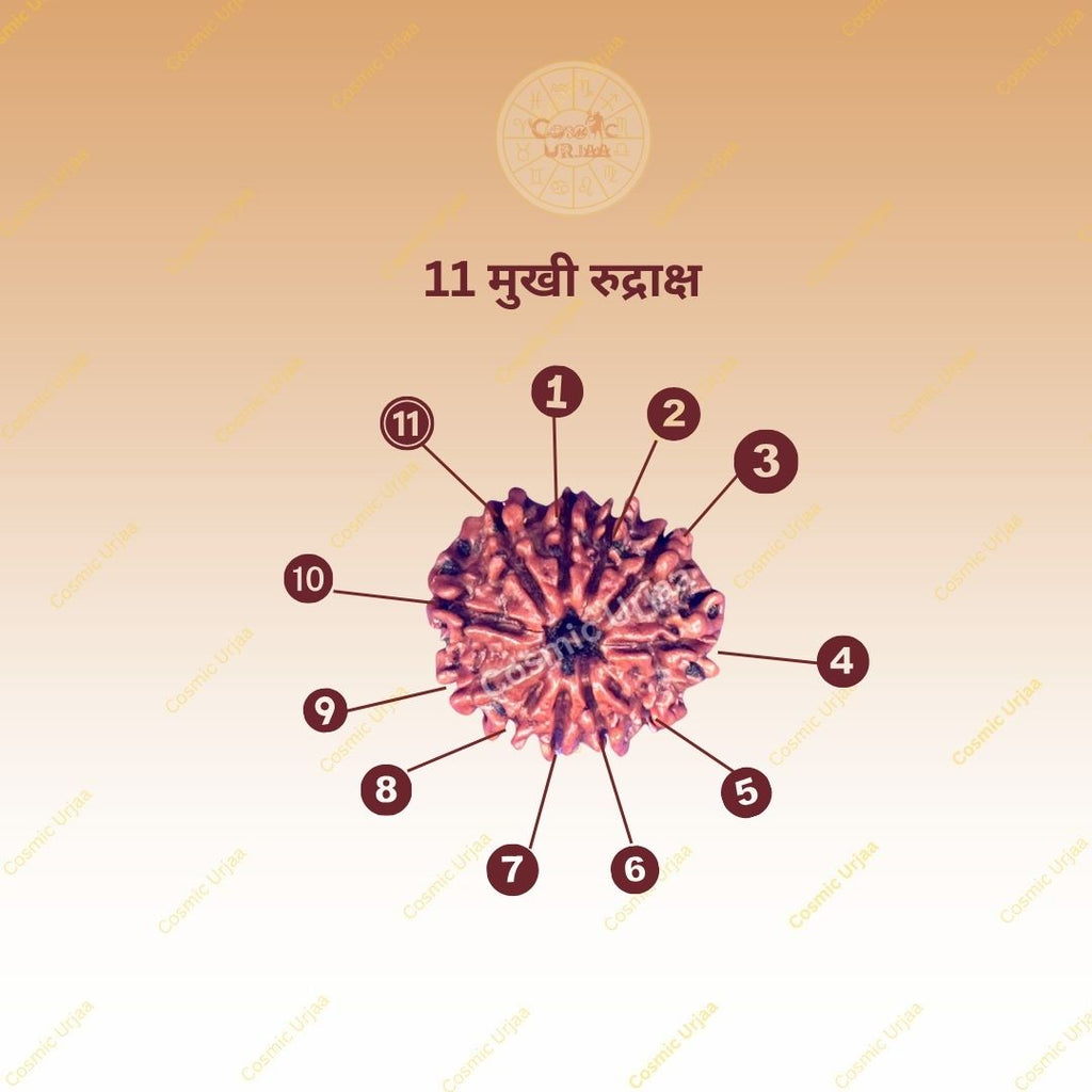 11 Mukhi Rudraksha