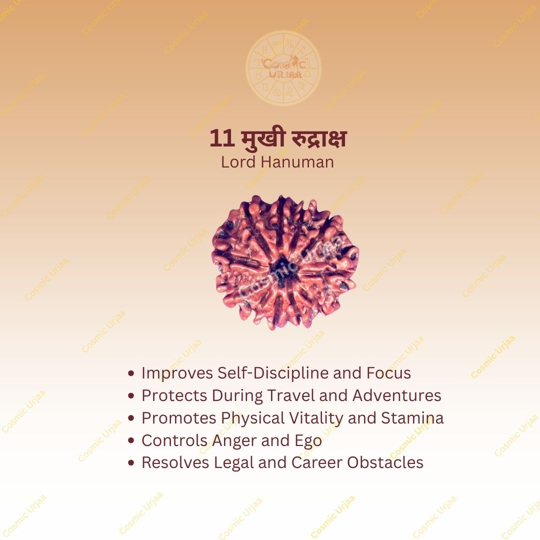 11 Mukhi Rudraksha