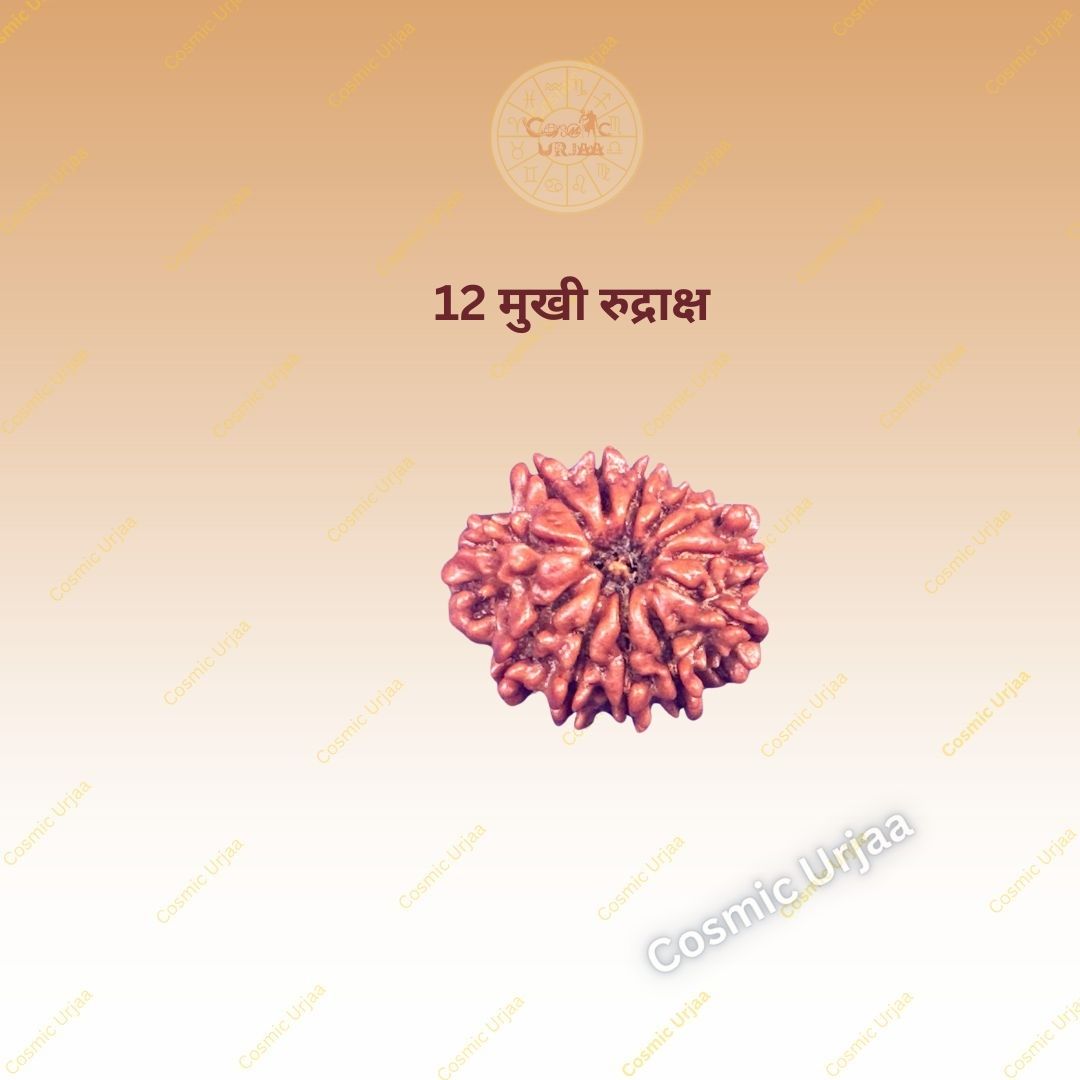 12 Mukhi Rudraksha