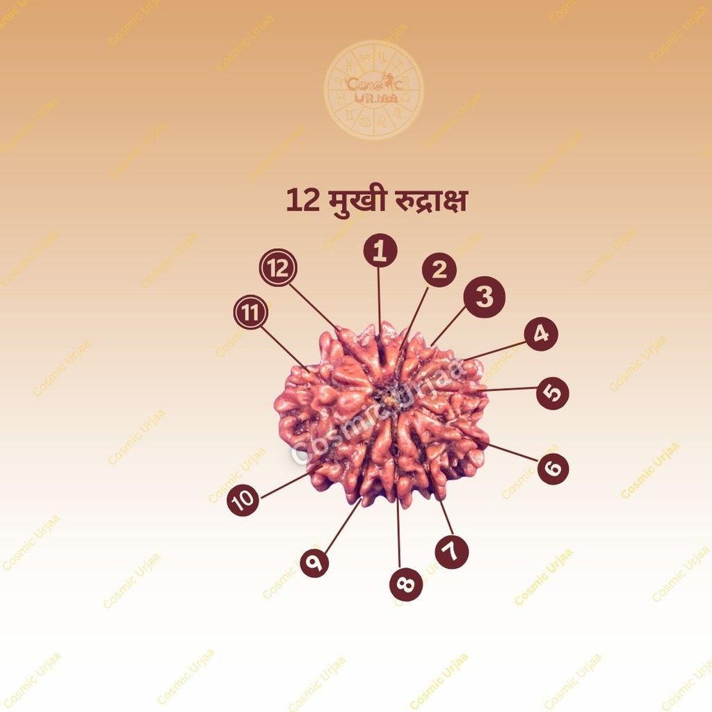 12 Mukhi Rudraksha