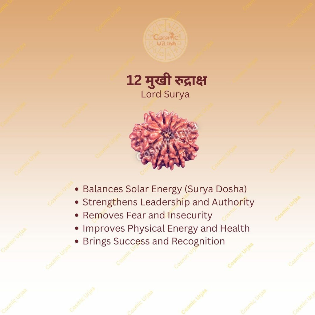12 Mukhi Rudraksha