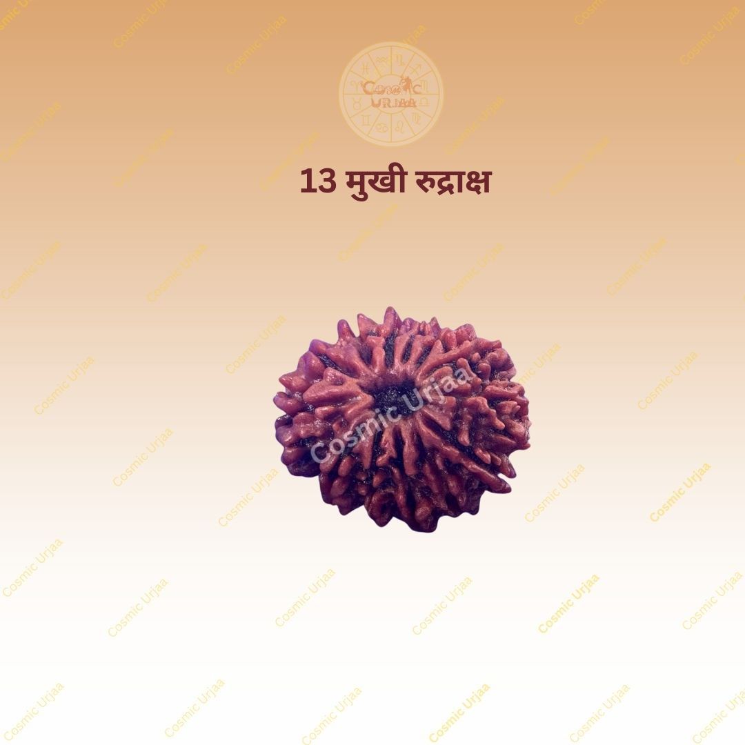 13 Mukhi Rudraksha