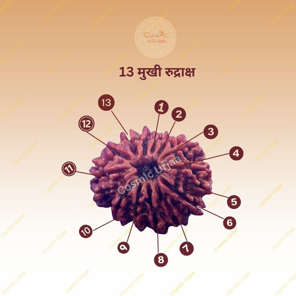 13 Mukhi Rudraksha