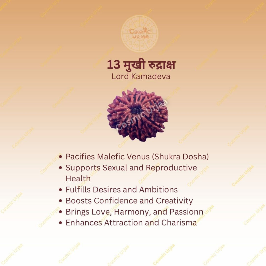 13 Mukhi Rudraksha