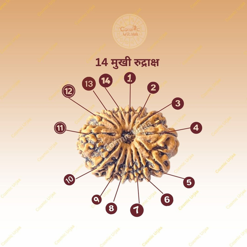14 Mukhi Rudraksha Nepali