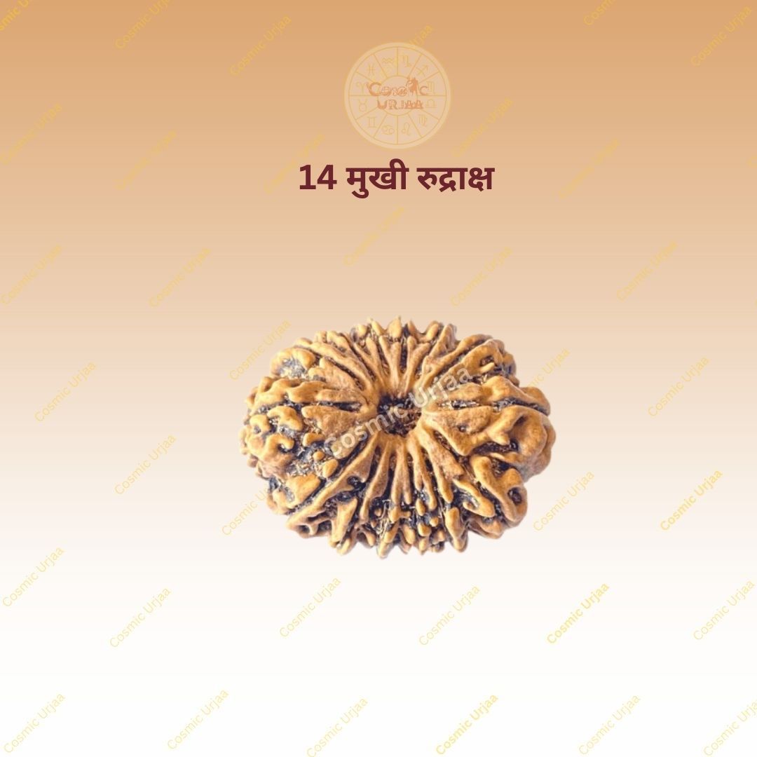 14 Mukhi Rudraksha Nepali