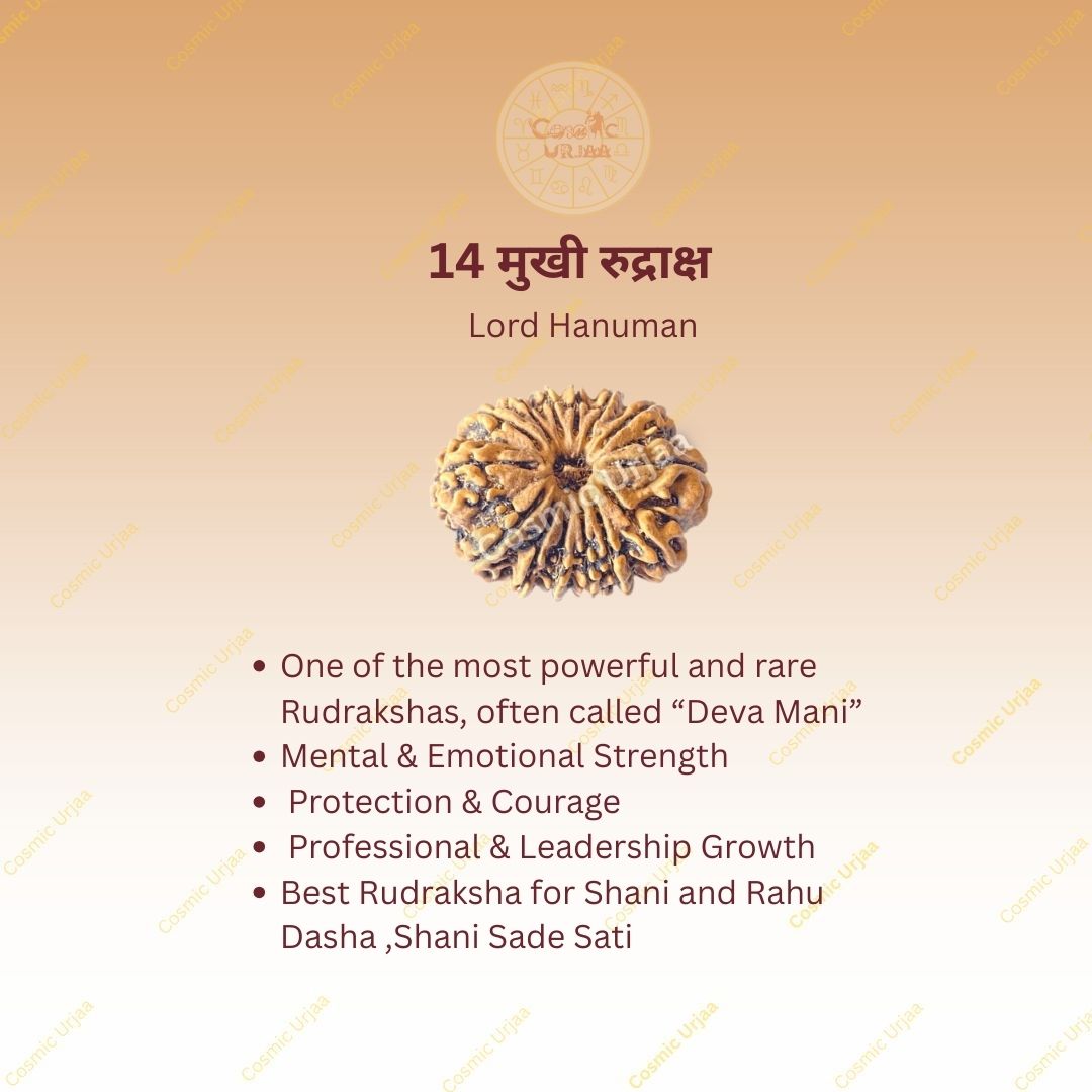 14 Mukhi Rudraksha Nepali