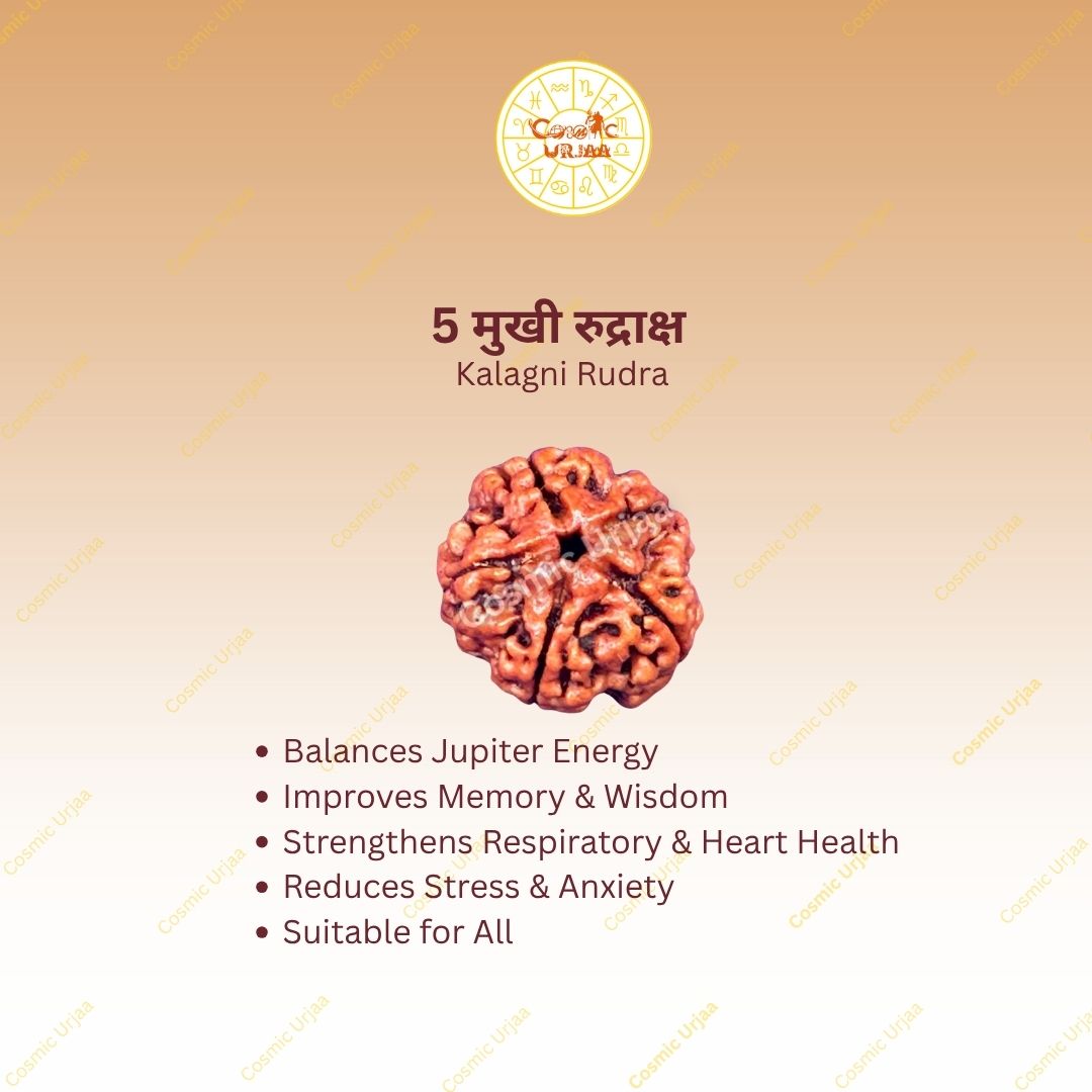 5 Mukhi Rudraksha Features