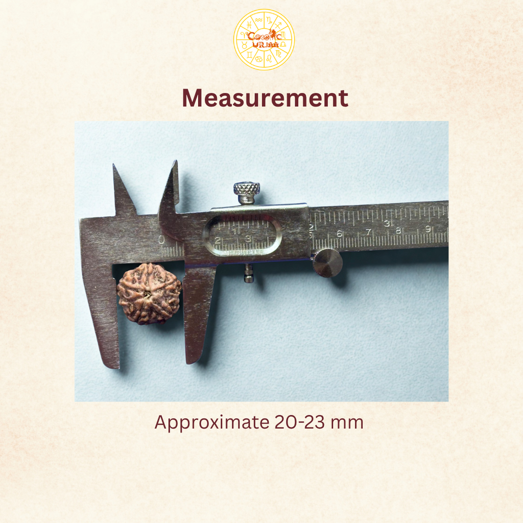 5 Mukhi Rudraksha Measurement