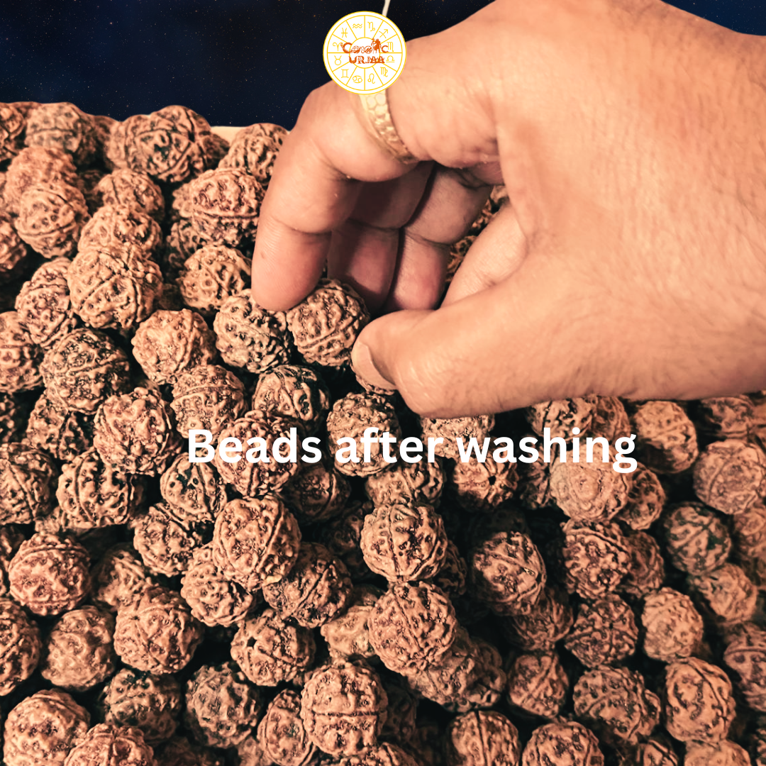Rudraksha Stock