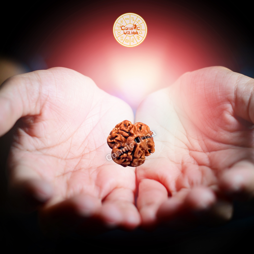 3 Mukhi Rduraksha