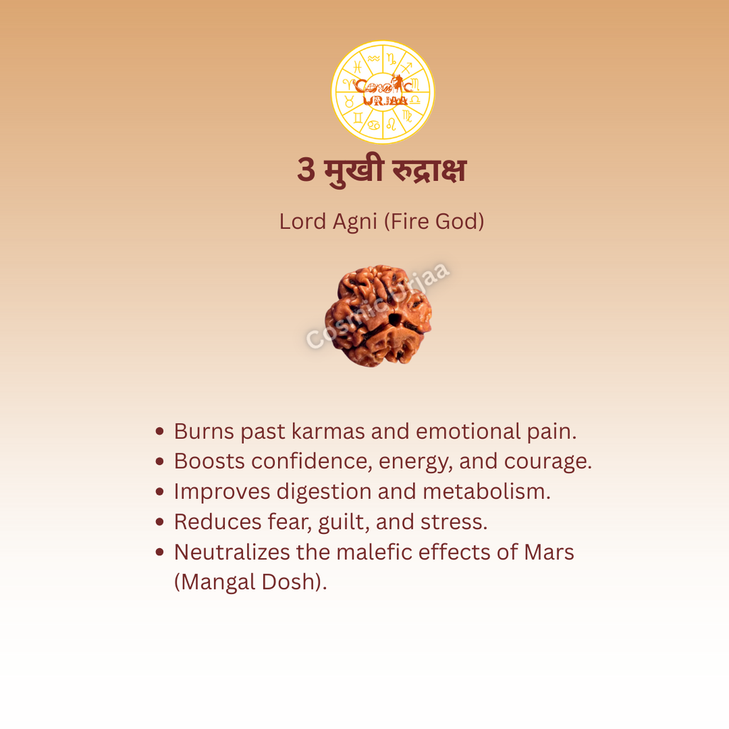 3 Mukhi Rduraksha
