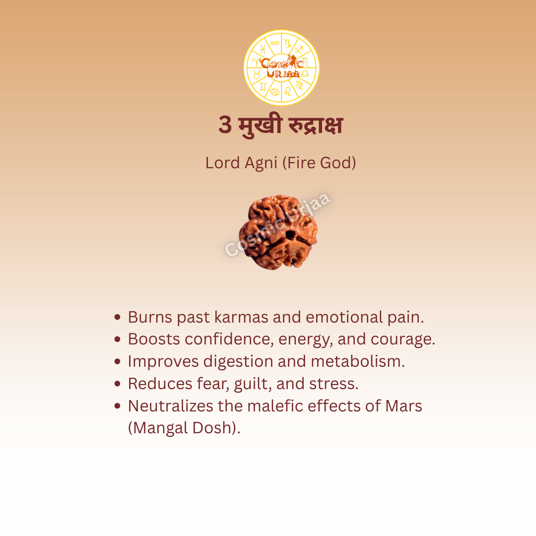 3 Mukhi Rduraksha