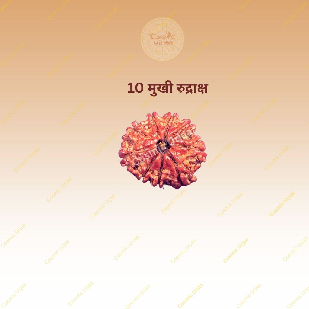 10 Mukhi Rduraksha