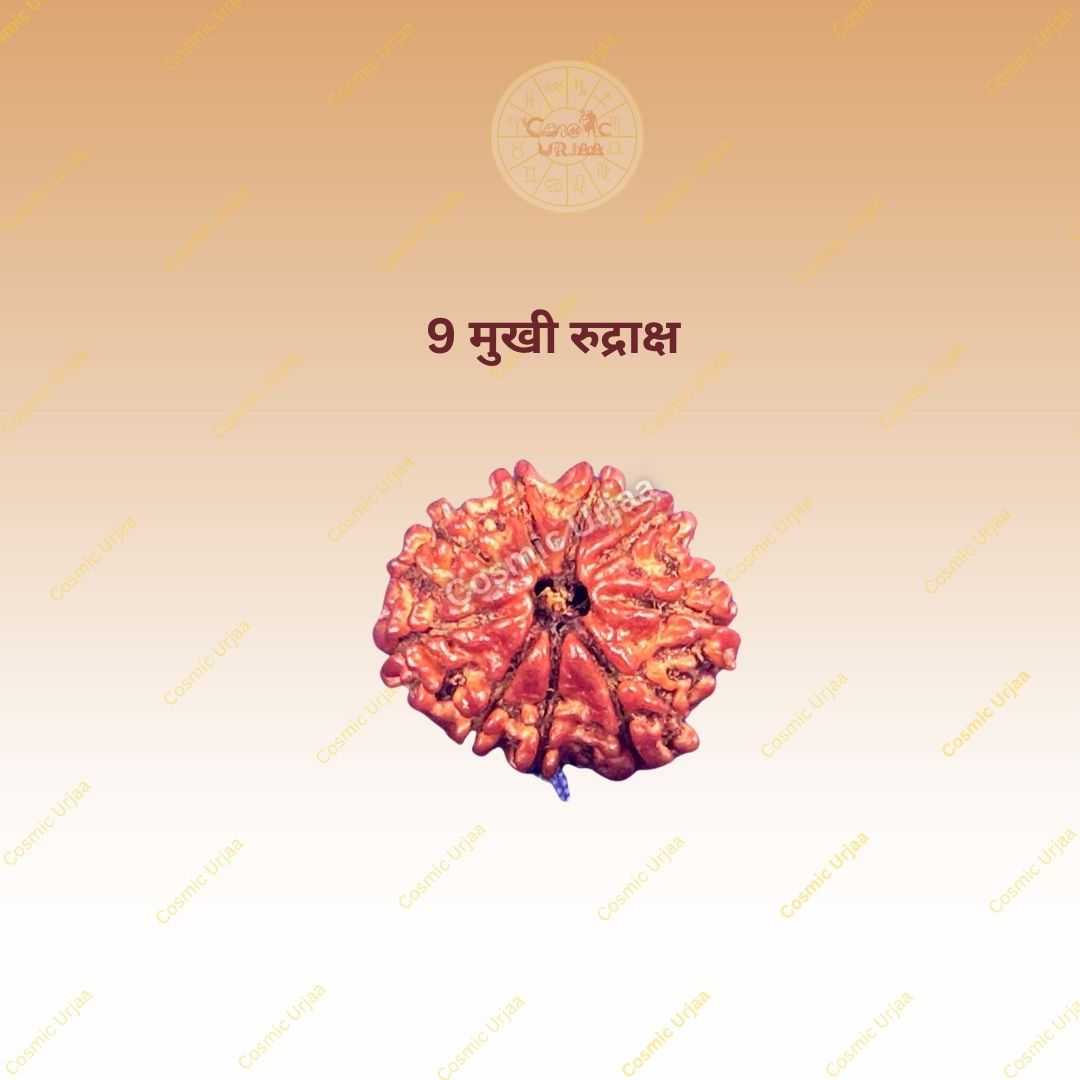 9 Mukhi Rudraksha