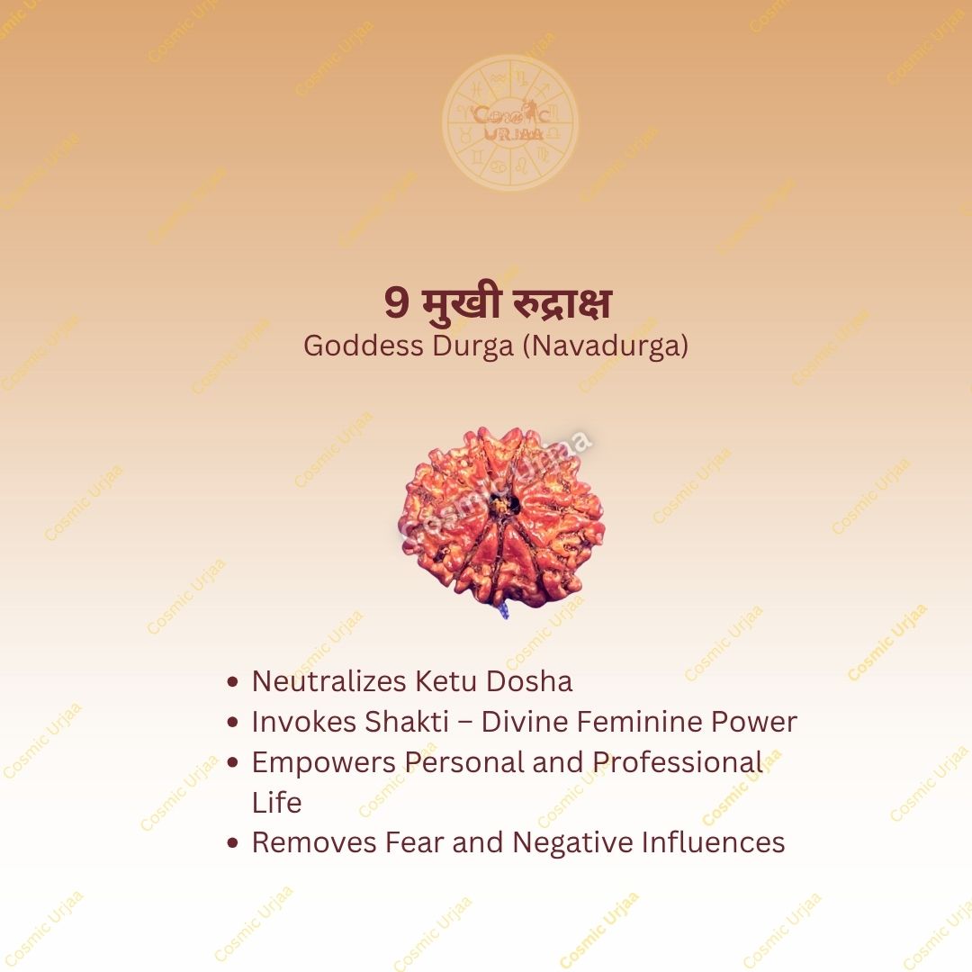 9 Mukhi Rudraksha