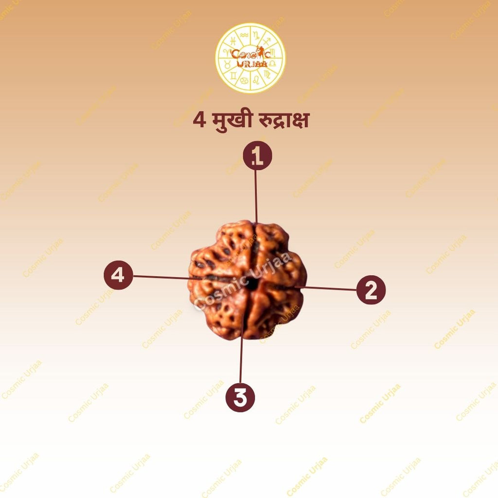 4 Mukhi Rduraksha
