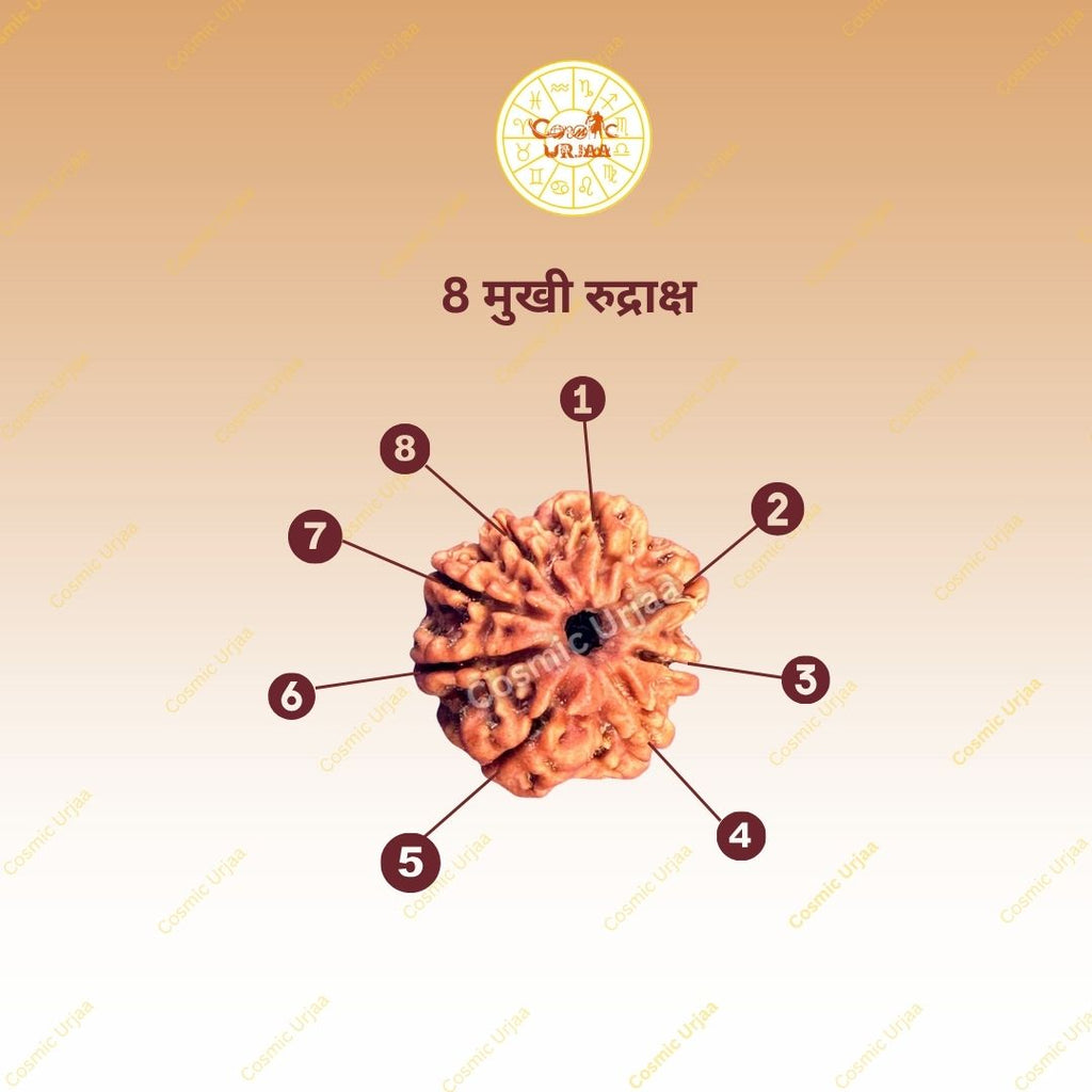 8 Mukhi Rudraksha
