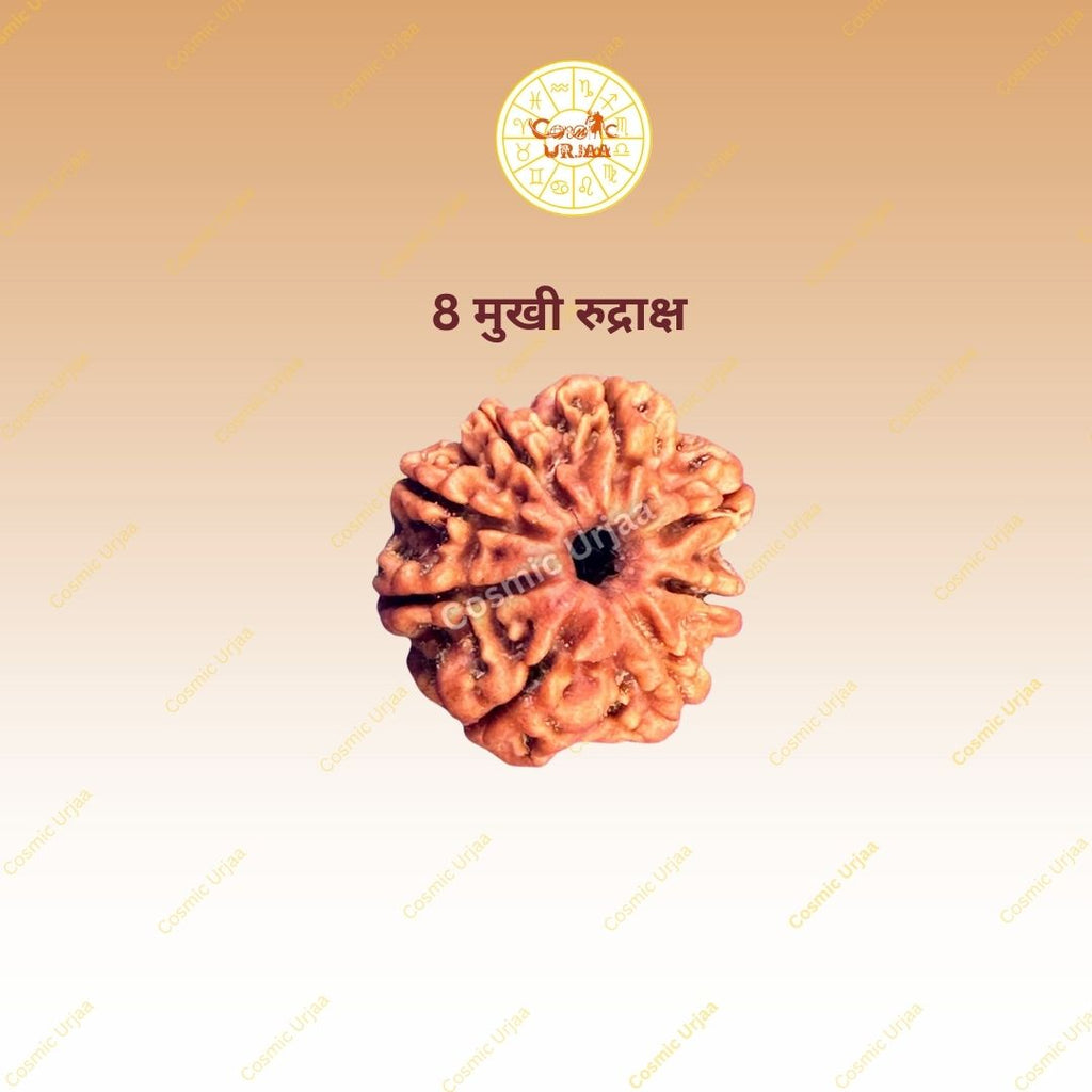 8 Mukhi Rudraksha