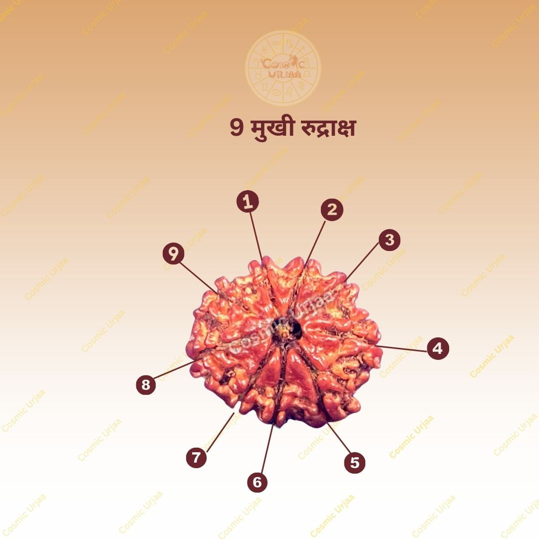 9 Mukhi Rudraksha