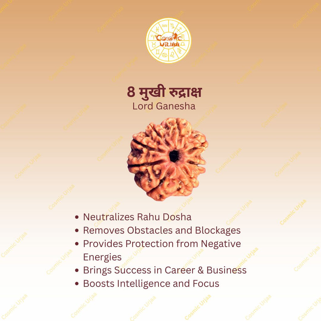 8 Mukhi Rudraksha