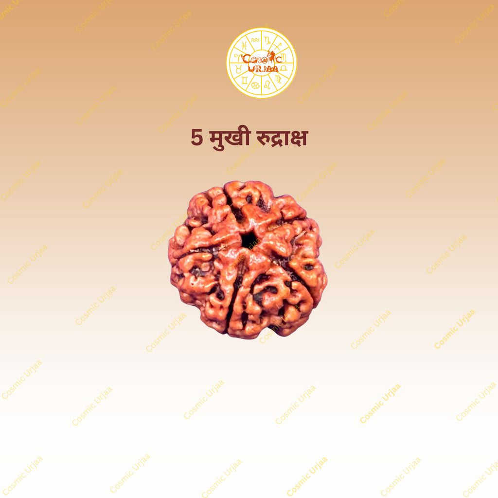 5 Mukhi Rudraksha