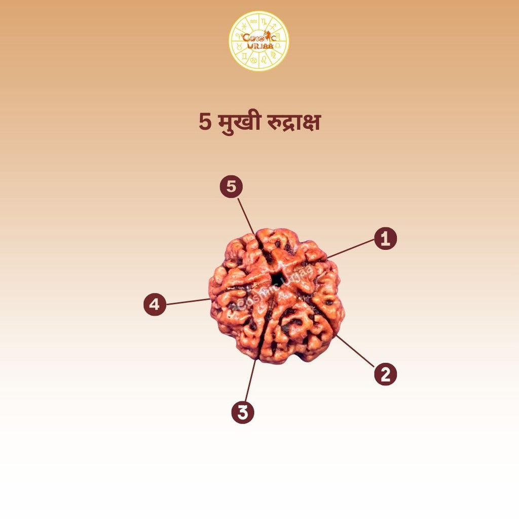5 Mukhi Rudraksha