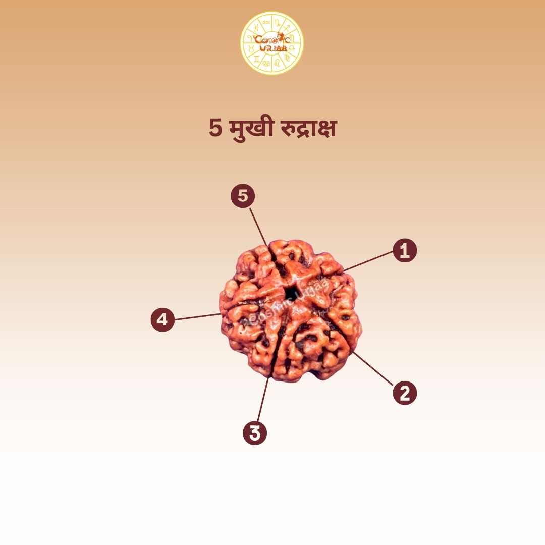 5 Mukhi Rudraksha