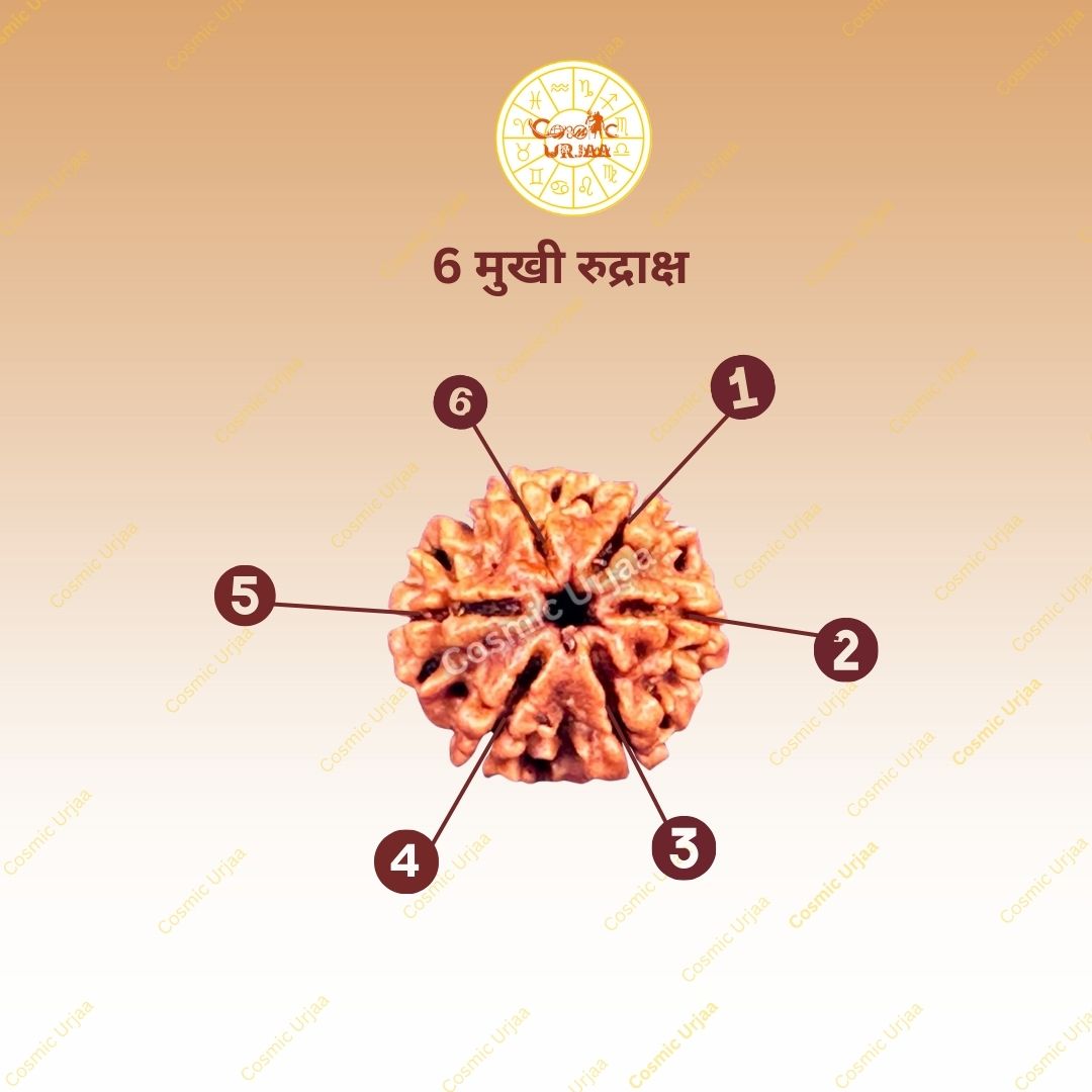 6 Mukhi Rduraksha
