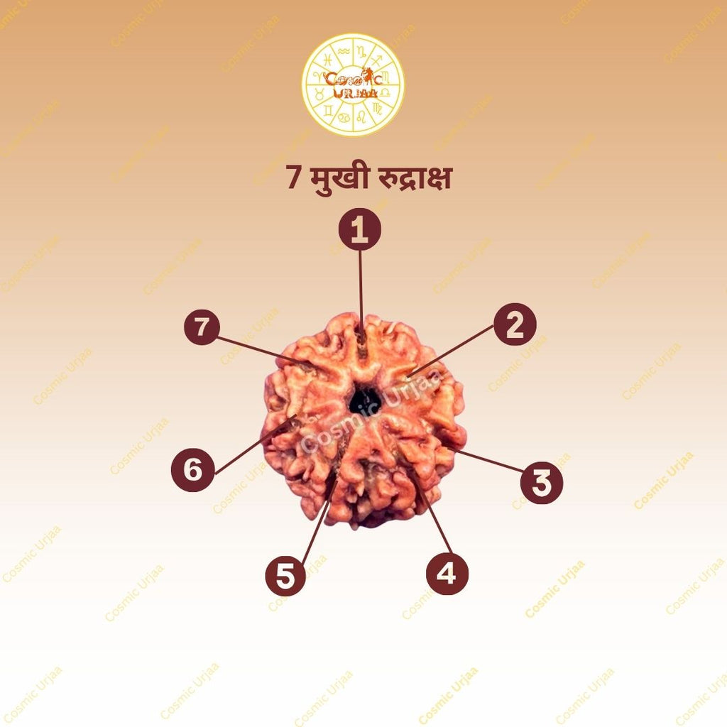 7 Mukhi Rudraksha
