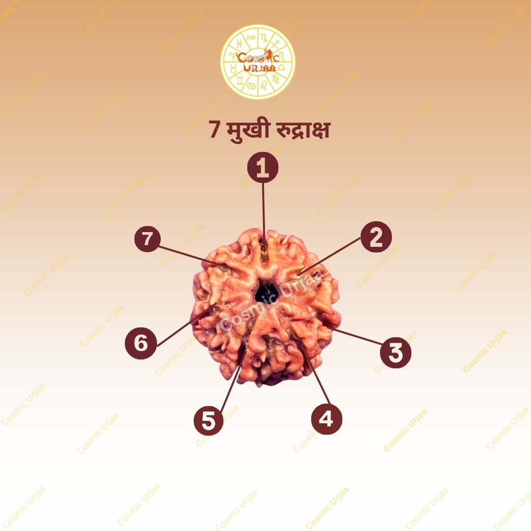 7 Mukhi Rudraksha