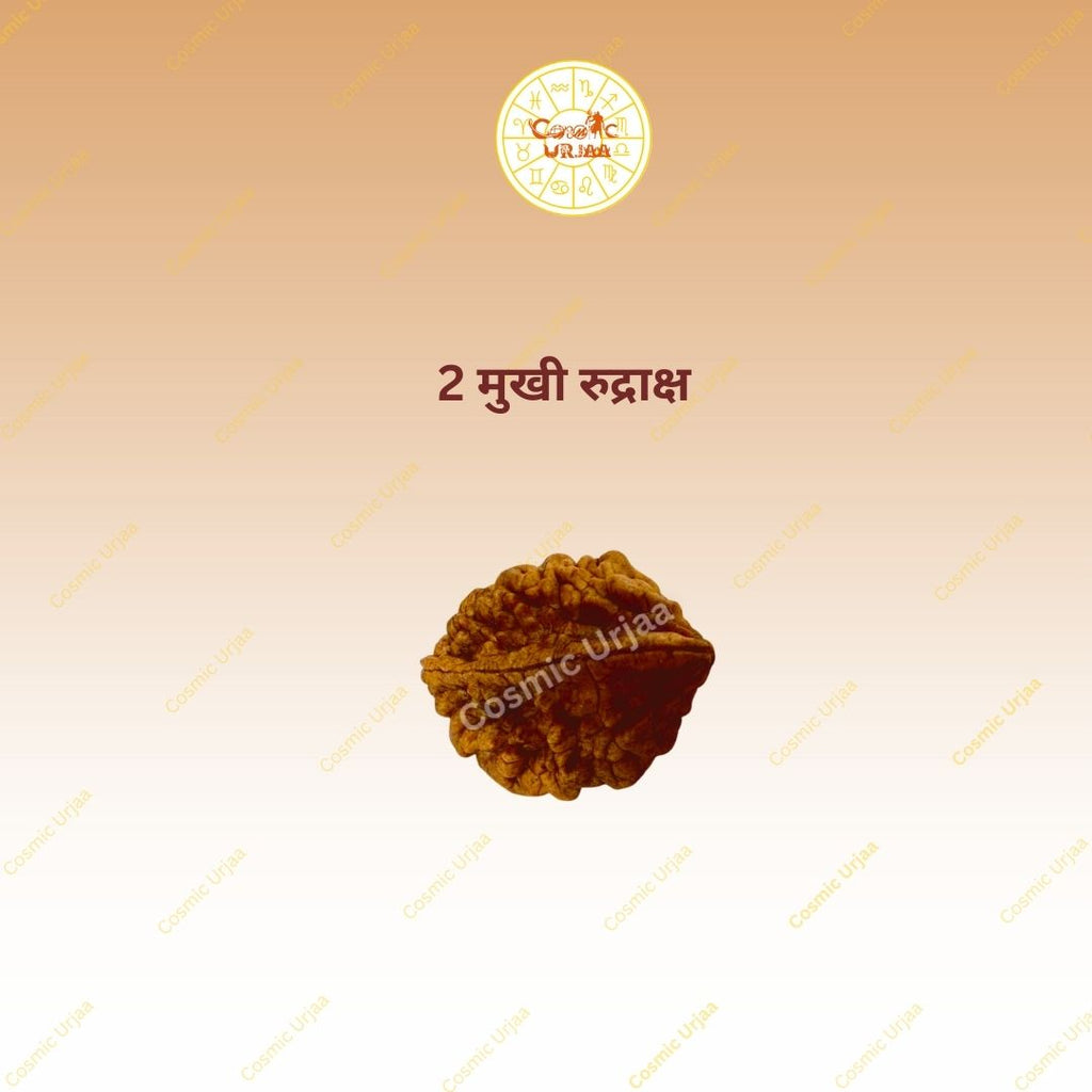 2 Mukhi Rurdraksha