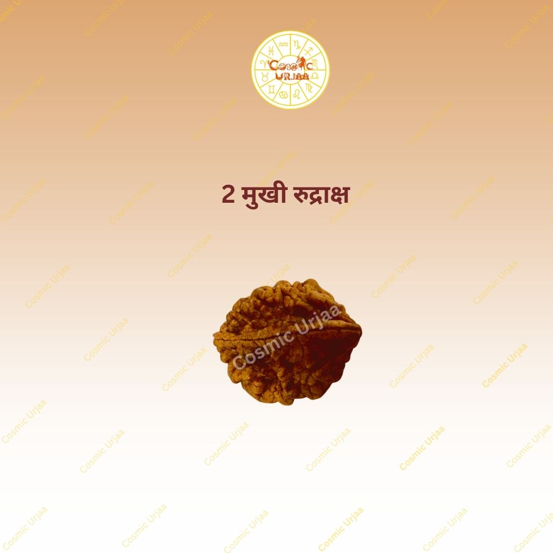 2 Mukhi Rurdraksha