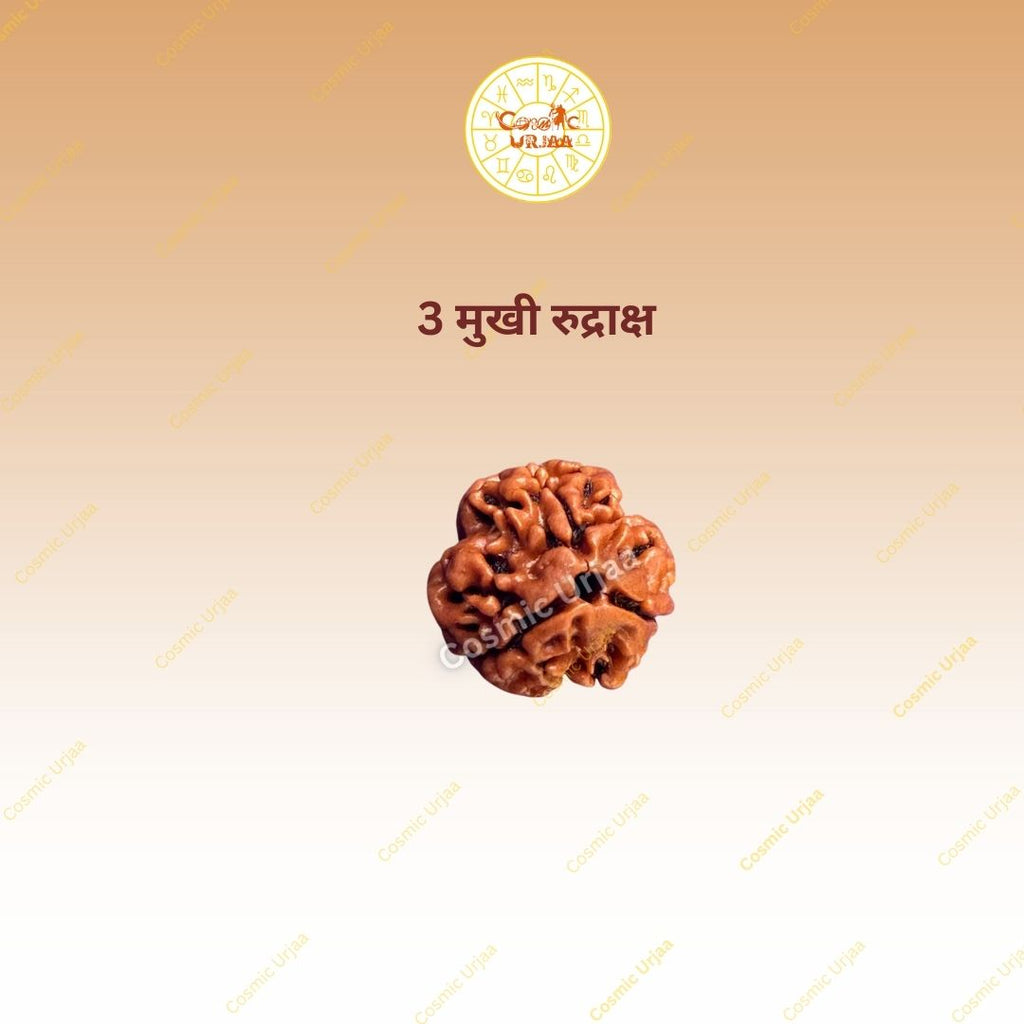 3 Mukhi Rduraksha