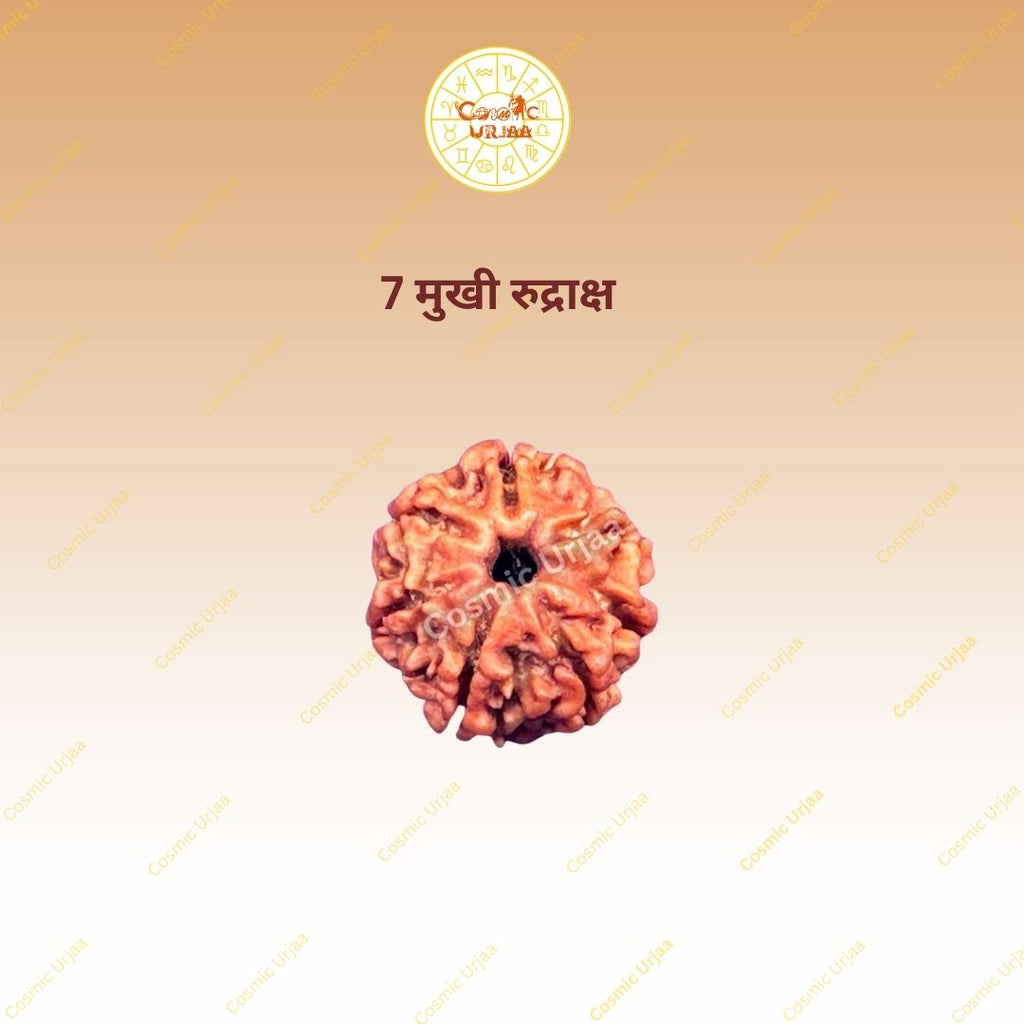 7 Mukhi Rudraksha
