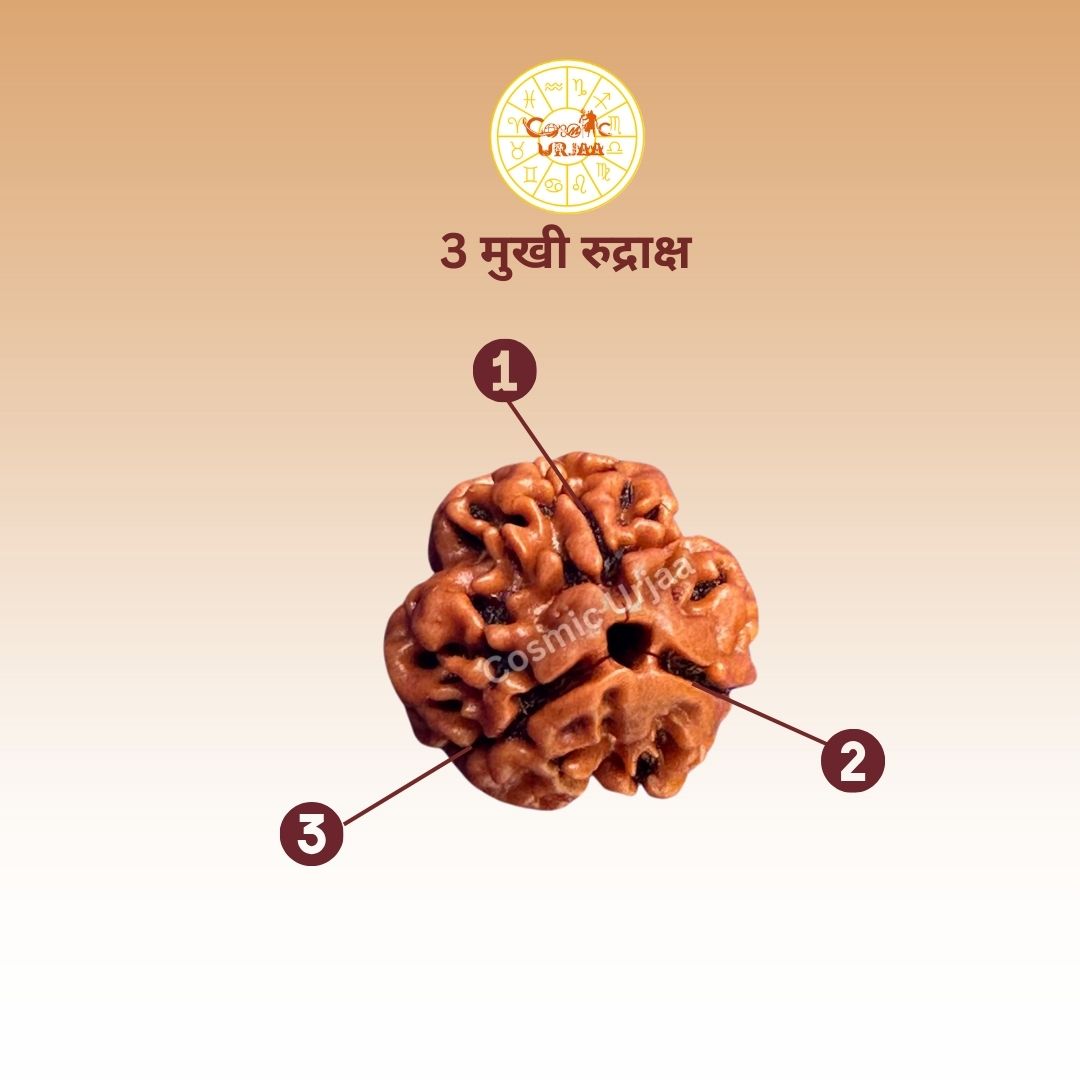 3 Mukhi Rduraksha