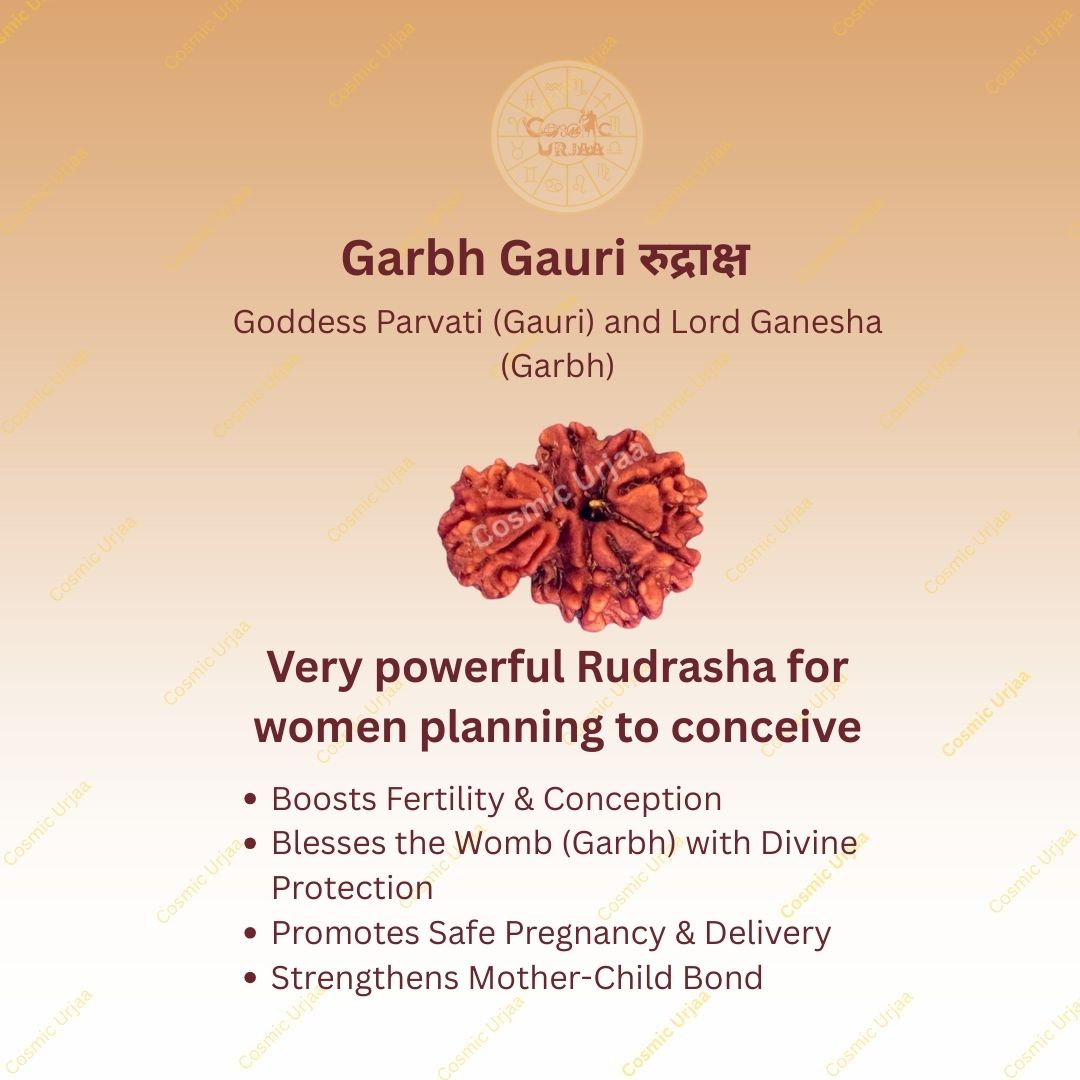 Garbh Gauri Rudraksha