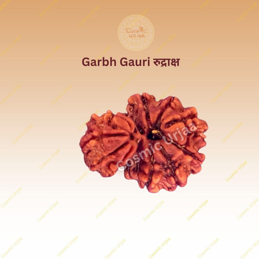 Garbh Gauri Rudraksha
