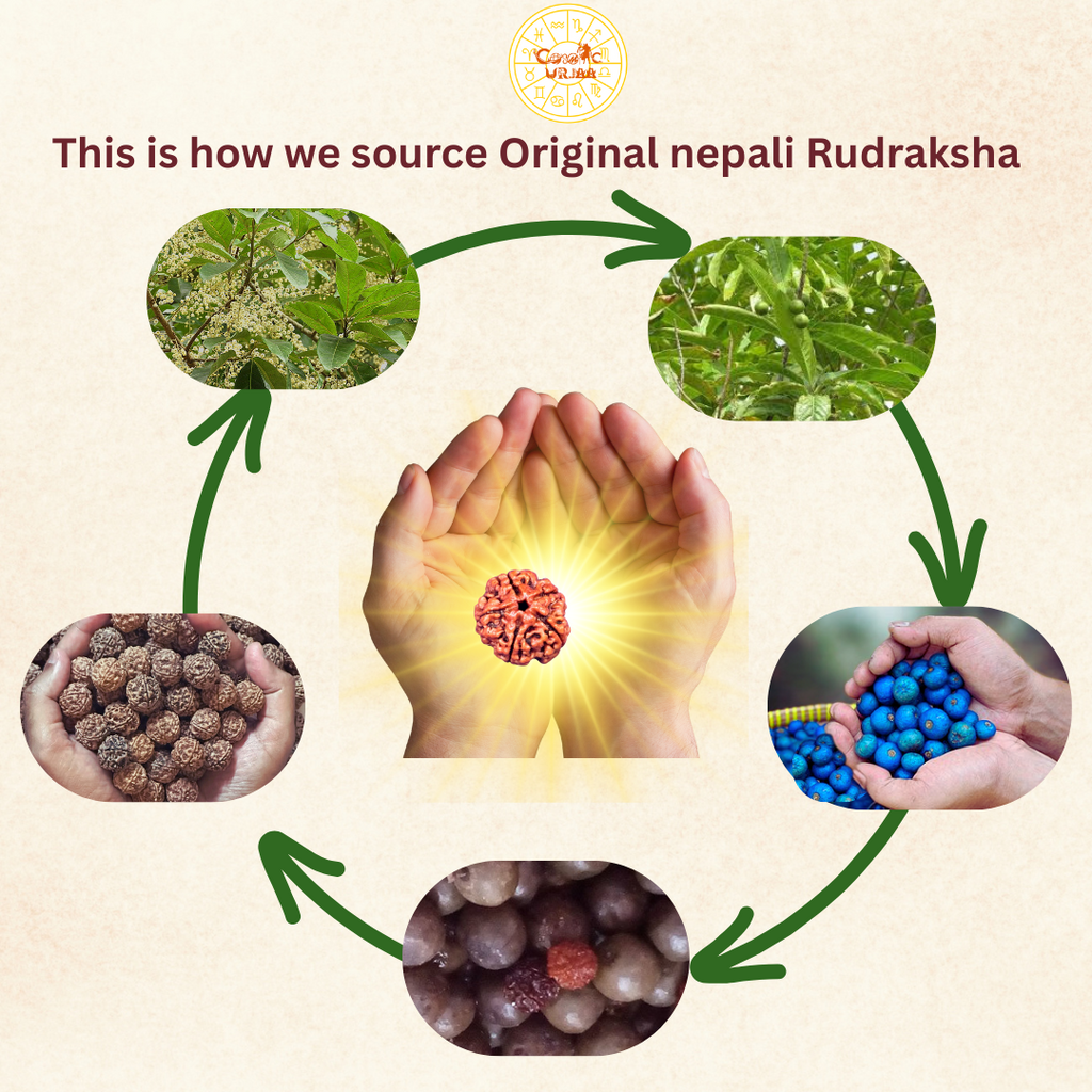 Rudraksha Life Cycle